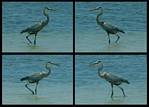 (03) blue heron montage.jpg    (1000x720)    278 KB                              click to see enlarged picture